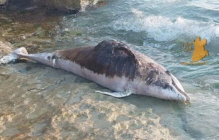 Cava d'Aliga, carcassa di delfino sulla scogliera