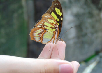 Le farfalle nello stomaco o ribollire di rabbia non sono solo modi di dire senza fondamento