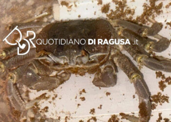 Granchio fantasma dal ciuffo (Ocypode cursor) nelle spiagge di Scicli