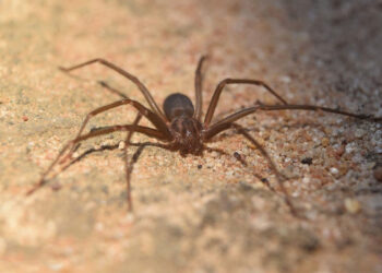 Ragno violino: identikit, sintomi post morso e cosa fare