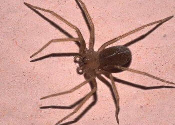 Ragno violino: dove si trova e sintomi del morso