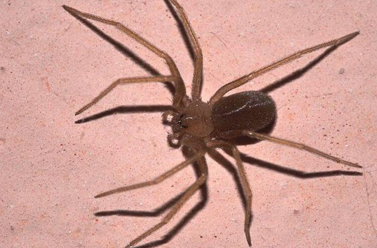 Ragno violino: dove si trova e sintomi del morso