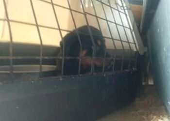 Sequestrati 15 rottweiler