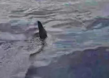 Uno squalo nel mare di Acicastello