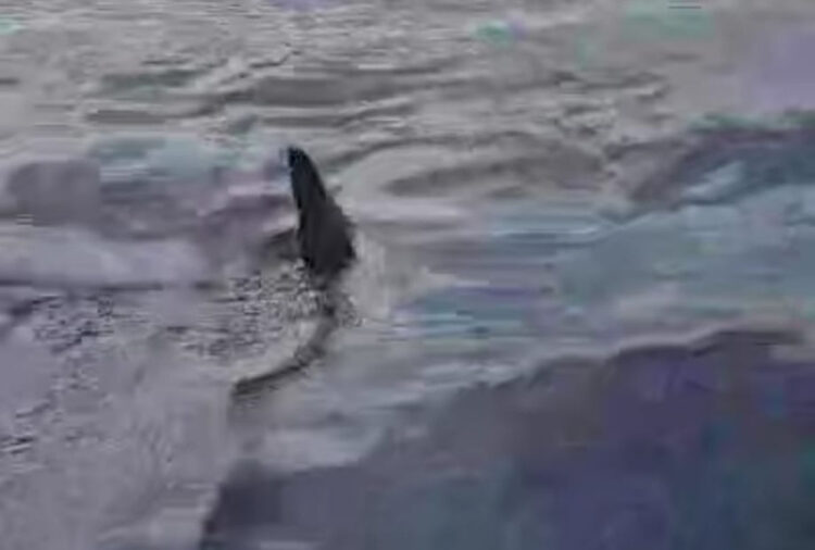 Uno squalo nel mare di Acicastello