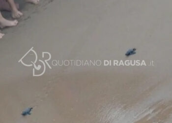 Schiusa di tartarughine a Casuzze, spettacolo nel litorale ibleo VIDEO