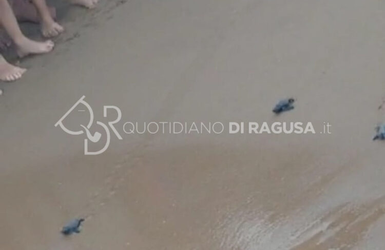 Schiusa di tartarughine a Casuzze, spettacolo nel litorale ibleo VIDEO