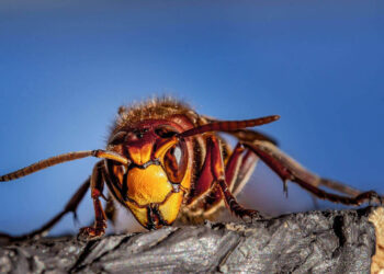 Insetti più aggressivi con il caldo: attenti a vespe e calabroni