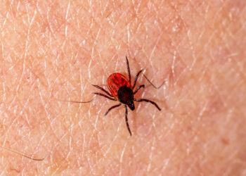 Come proteggersi dalle zecche e cosa fare in caso di morso di una zecca