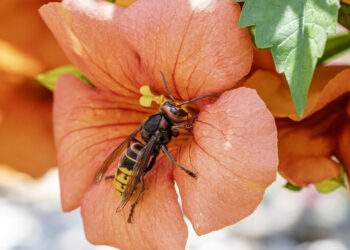 Punture di api, vespe e calabroni: cosa fare, sintomi e quando preoccuparsi