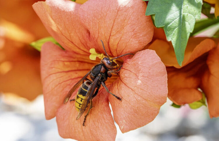 Punture di api, vespe e calabroni: cosa fare, sintomi e quando preoccuparsi