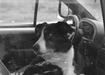 Cagnolino bloccato accidentalmente in auto a Marina di Ragusa: salvato da polizia