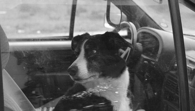 Cagnolino bloccato accidentalmente in auto a Marina di Ragusa: salvato da polizia