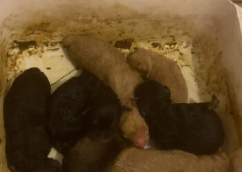 Scicli, 7 cuccioli abbandonati a Donnalucata