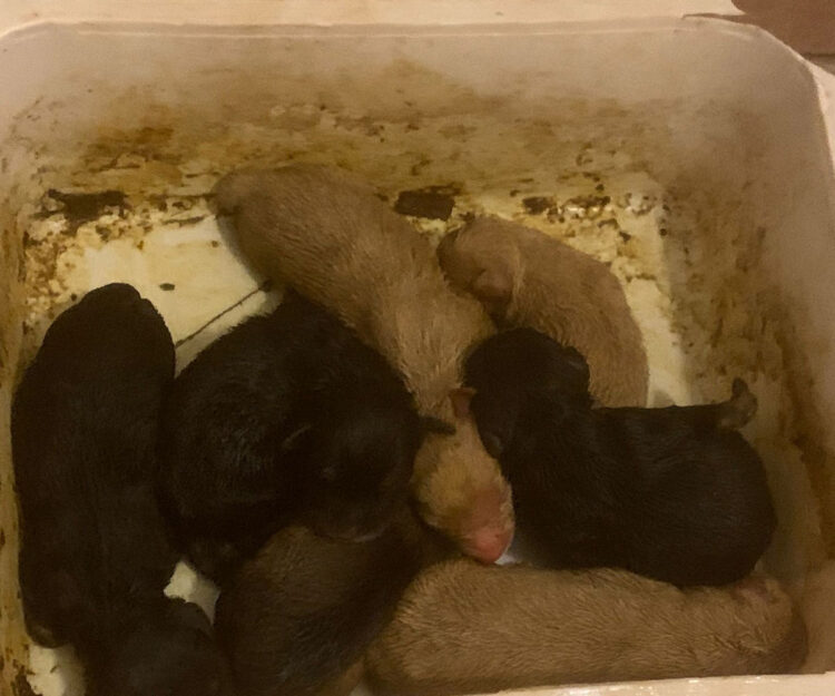 Scicli, 7 cuccioli abbandonati a Donnalucata