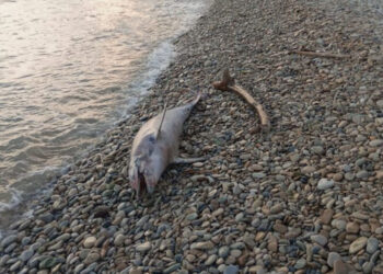 Foce del fiume Irminio: delfino morto sulla spiaggia