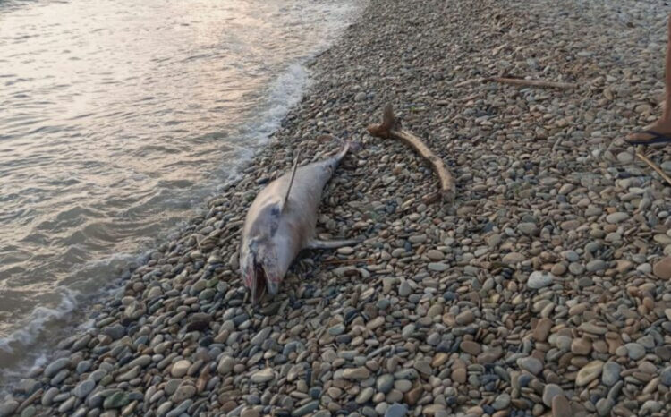 Foce del fiume Irminio: delfino morto sulla spiaggia