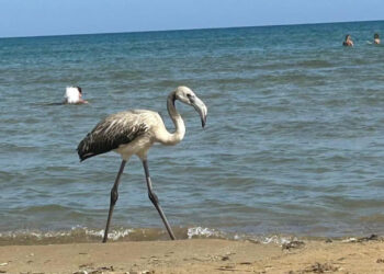Fenicottero a passeggio sulle spiagge di Pozzallo