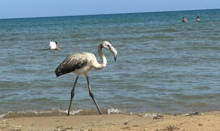 Fenicottero a passeggio sulle spiagge di Pozzallo