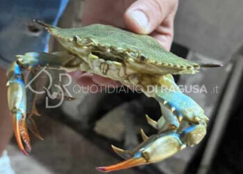 Granchi sulla costa ragusana: i Fantasma sul lungomare e i Blu nel mare: spettacolo o invasione?