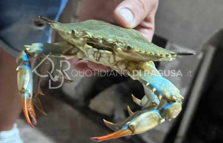 Granchi sulla costa ragusana: i Fantasma sul lungomare e i Blu nel mare: spettacolo o invasione?