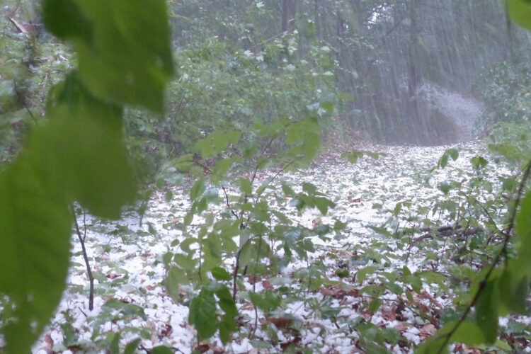 Maltempo in Sicilia, grandine danneggia uliveti e vigneti