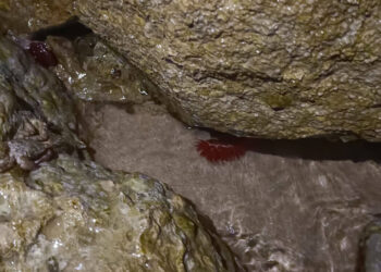 Pomodori di mare tra gli scogli: cosa sono e cosa succede se li tocchi