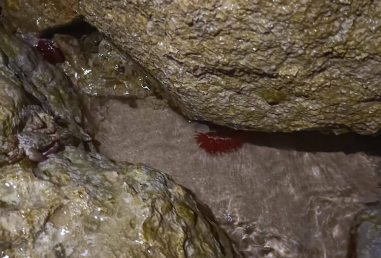 Pomodori di mare tra gli scogli: cosa sono e cosa succede se li tocchi