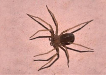 Donna morsa da ragno violino mentre era sotto la doccia
