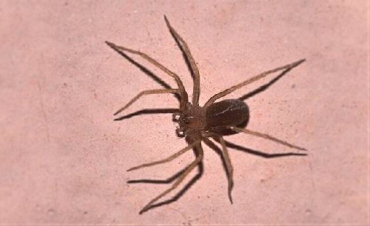 Ragno violino, perchè è pericoloso: cosa succede se morde e cosa fare