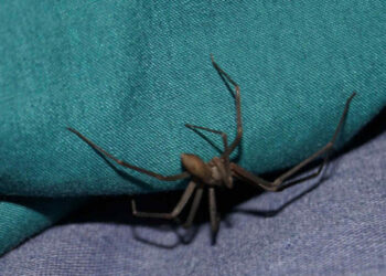 Ragno Violino: come riconoscerlo, dove vive in casa e cosa fare in caso di morso