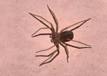 Giuseppe Russo muore a 23 anni: morso da un ragno violino