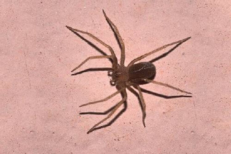 Giuseppe Russo muore a 23 anni: morso da un ragno violino