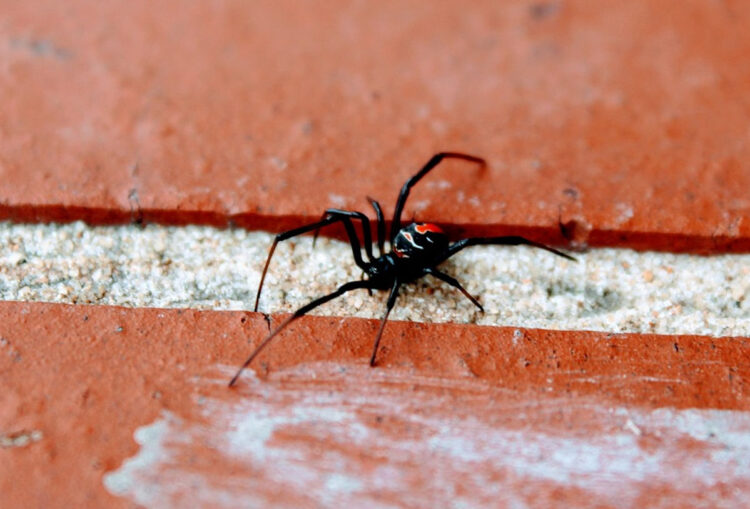 Morso da ragno vedova nera: salvato dai medici
