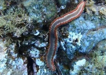 Vermocane in Sicilia, cos'è e dove si trova: attenti a non toccarlo