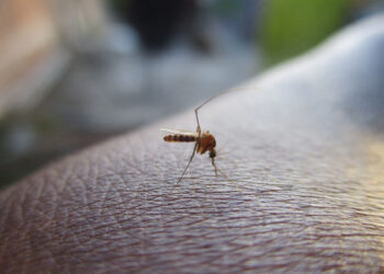 Encefalite equina da raro virus zanzare, coprifuoco e lockdown in Massachusetts