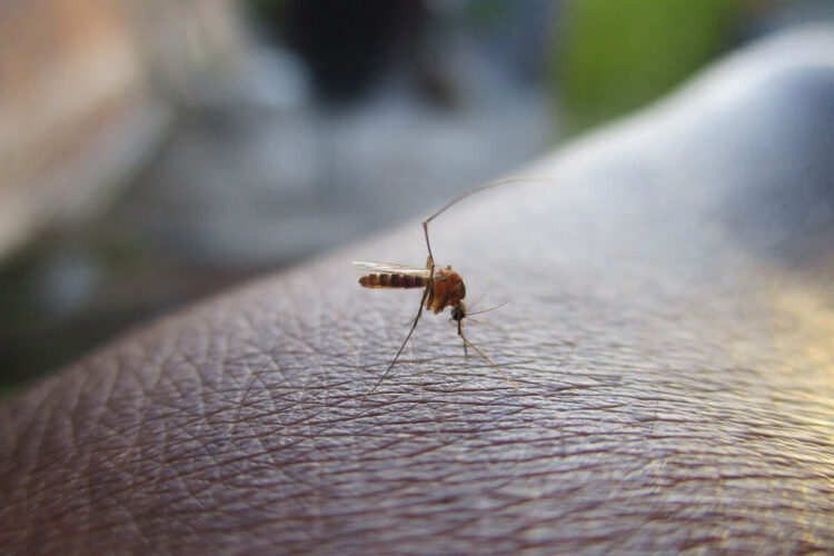 Encefalite equina da raro virus zanzare, coprifuoco e lockdown in Massachusetts