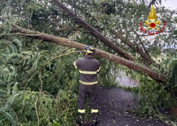 Assassino di alberi a Palermo: inietta veleno per far morire la pianta