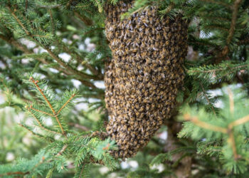 Ape nana rossa arrivata in Europa: allarme specie invasiva