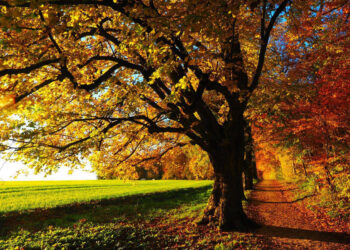 Equinozio d'autunno oggi 22 settembre 2024: perché cambia ogni anno