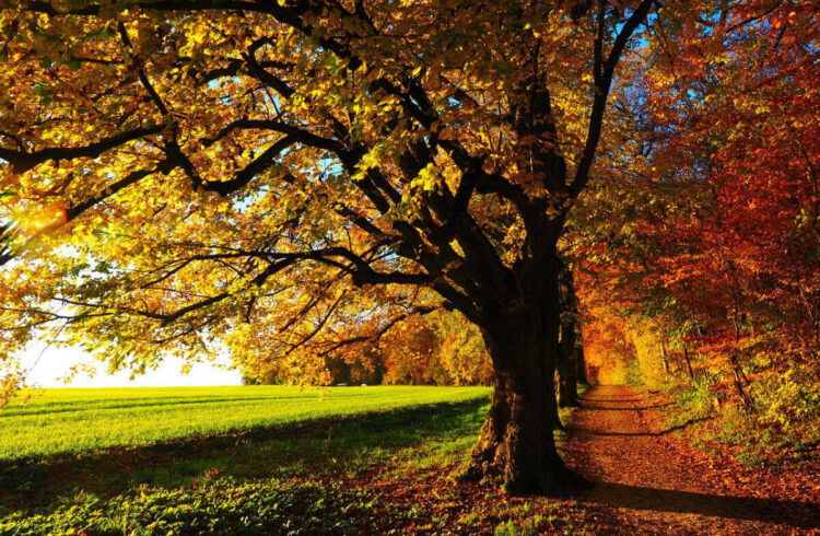 Equinozio d'autunno oggi 22 settembre 2024: perché cambia ogni anno