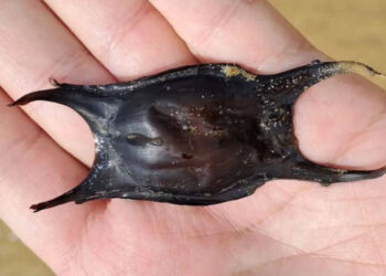 I misteriosi borsellini delle sirene nelle spiagge sciclitane: cosa sono