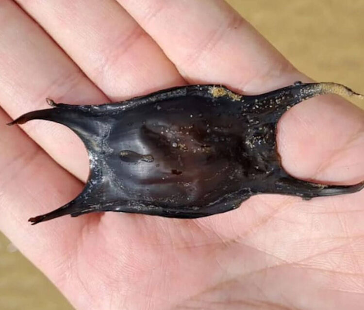 I misteriosi borsellini delle sirene nelle spiagge sciclitane: cosa sono