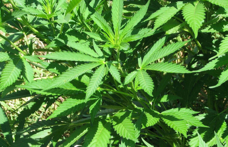 Piantagione di cannabis sul terrazzo a Vittoria: arrestato 40enne