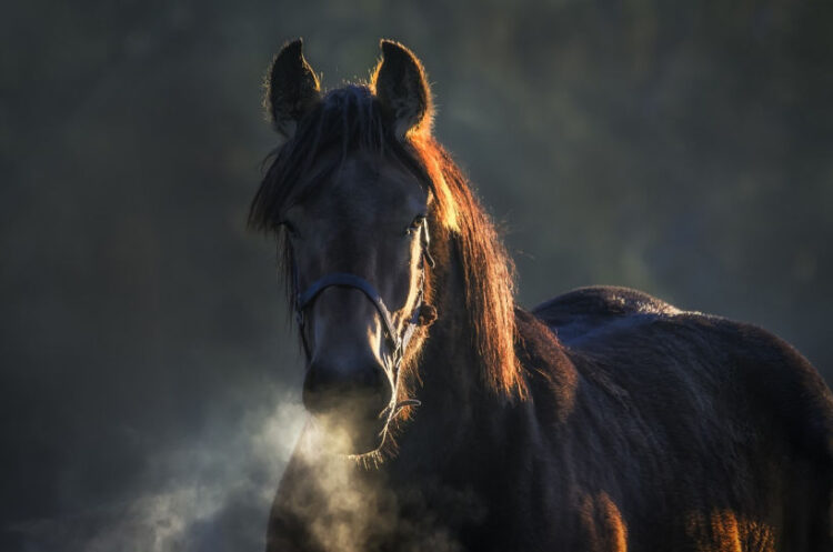 Cavallo imbizzarrito a Comiso rischia di travolgere le persone e danneggia auto