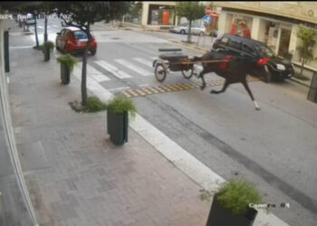 Il video del cavallo imbizzarrito a Comiso