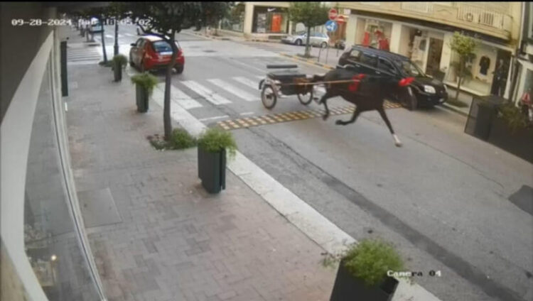 Il video del cavallo imbizzarrito a Comiso