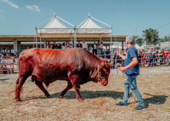 Fam 2024 a Ragusa, Battaglia: un'altra bella sfida che siamo pronti a vincere