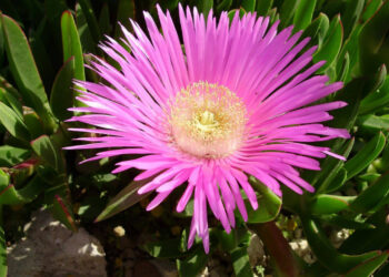 Fico di mare o fico degli Ottentotti nelle spiagge ragusane: invasione della pianta aliena