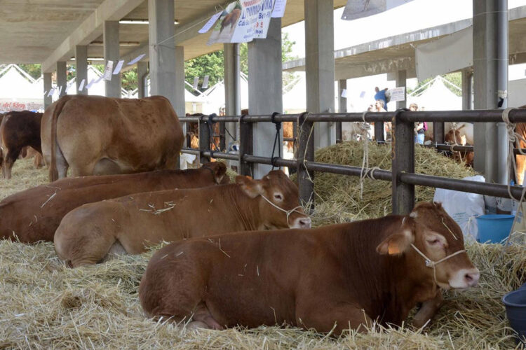 Fam 2024 a Ragusa: manifestazione di interesse per partecipare